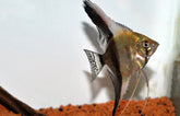 P. Scalare Bicolor Longfin Show L Maanvis Bicolor Sluier